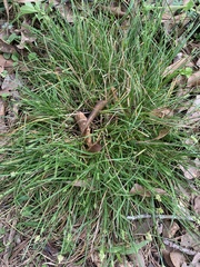 Carex leavenworthii