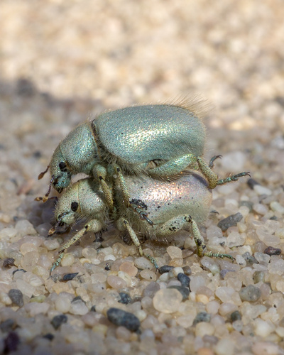 Nelson's Miloderes Weevil