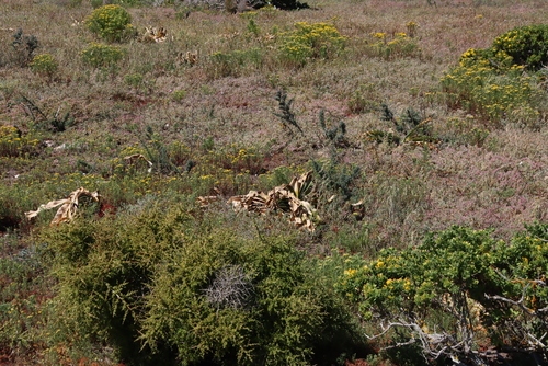 Boophone haemanthoides