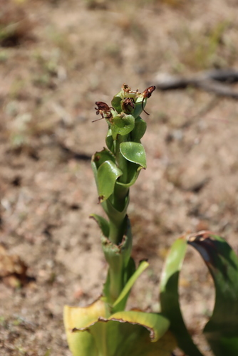 Scented Orchid (Satyrium odorum)
