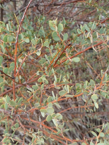 Grey Mulga