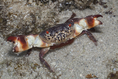 Eriphia ferox