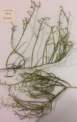 Aspalathus microphylla