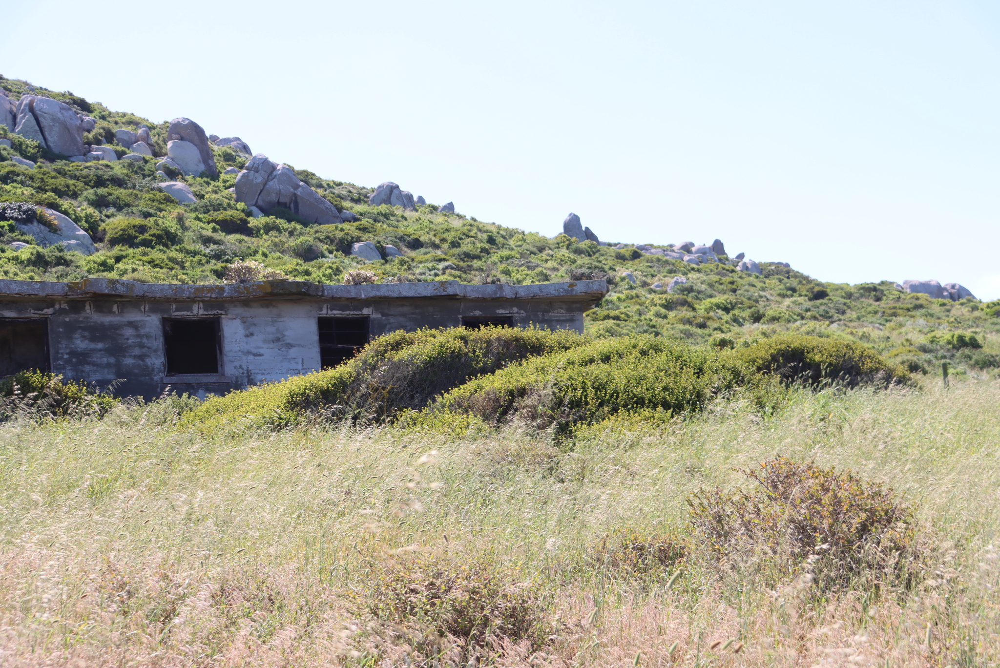 Blue Kunibush (Searsia glauca)