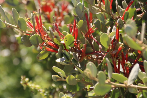 Candles (Septulina glauca)