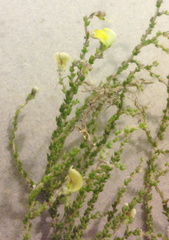 Aspalathus microphylla