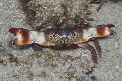 Eriphia ferox
