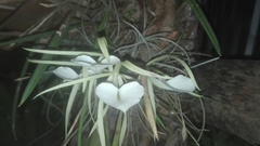 Brassavola nodosa