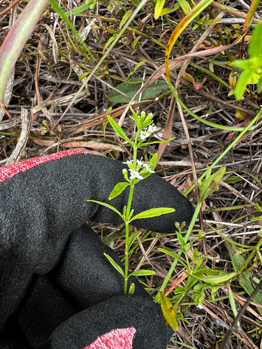 native pennyroyal (Mentha satureioides)