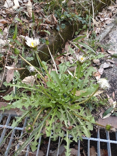 Taraxacum albidum