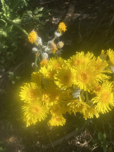 Sonchus acaulis, photograph 5