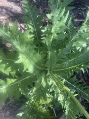 Sonchus acaulis, photograph (c) pollenizeowen, some rights reserved (CC BY)