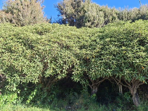 Pittosporum dallii observed 2026-03-19