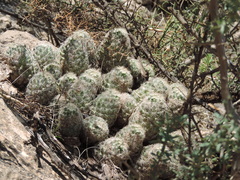 Escobaria chihuahuensis