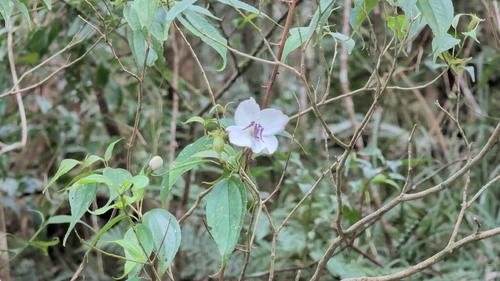 South China Barthea (Barthea barthei)