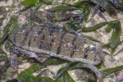 Holothuria scabra