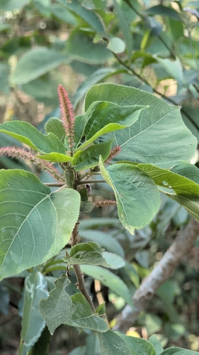 Acalypha angatensis