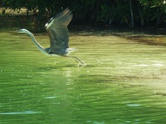 Ardea herodias occidentalis × wardi