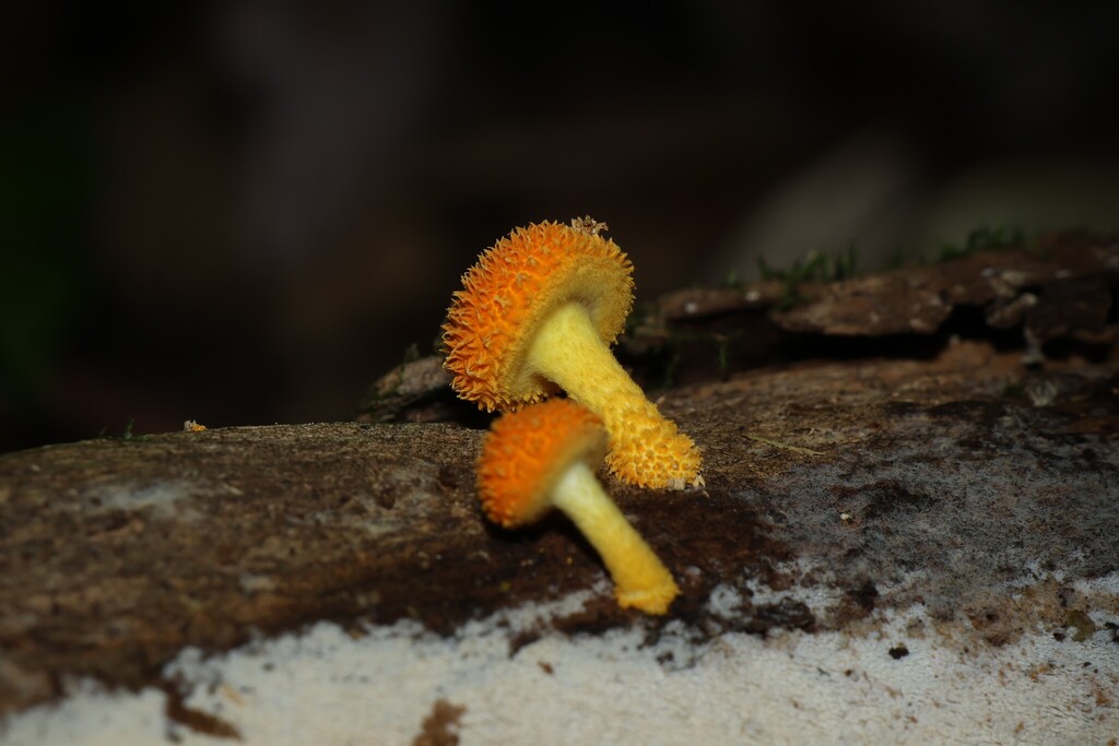 Cyptotrama asprata · March 2026 · photo: © gregtasney (iNaturalist, cc-by-sa)
