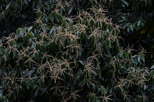 Lithocarpus dealbatus observed 2024-07-19