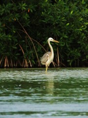 Ardea herodias occidentalis × wardi