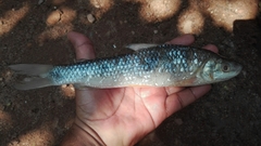 Megaleporinus muyscorum
