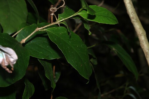 brown beech (Pennantia cunninghamii)