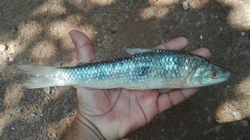 Magdalena leporinus (Leporinus muyscorum) — Anostomidae — 5