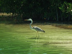 Ardea herodias occidentalis × wardi