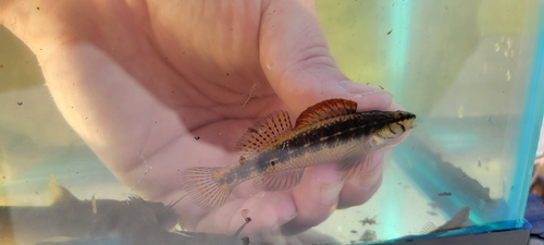 Pinewoods darter (Etheostoma mariae) — Percidae — 3