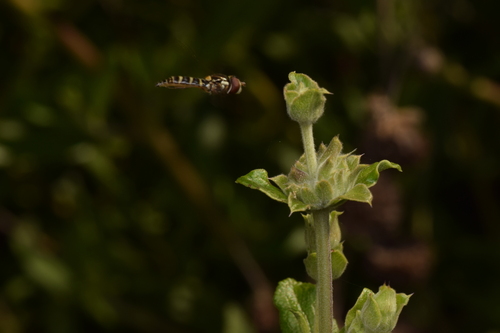 Unknown species found near Richmond Annex, Richmond, CA, USA