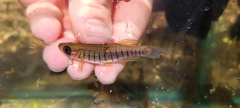 Lined Topminnow photo 4