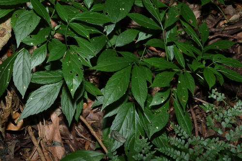 native elderberry (Sambucus australasica)