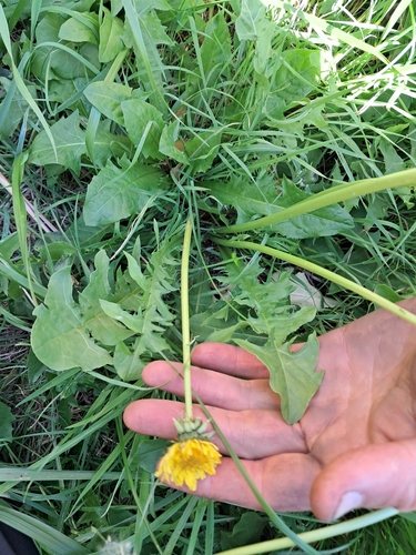 oblong-leaved dandelion (Taraxacum oblongatum)