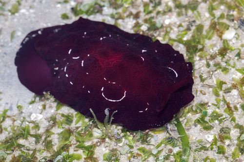 Forsskål's Pleurobranch