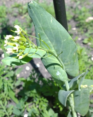 Hare's-ear Mustard (Conringia orientalis)