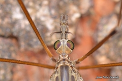 Tipula pilicauda