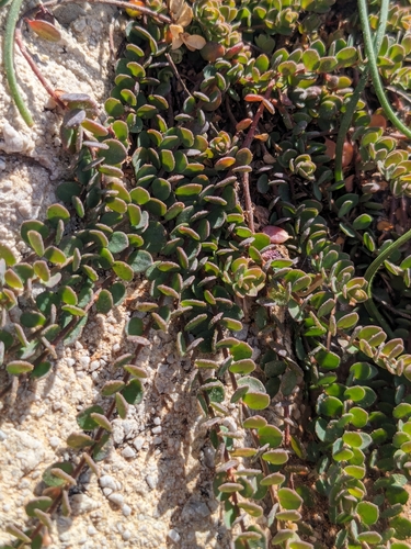 false orpine (Andrachne telephioides)