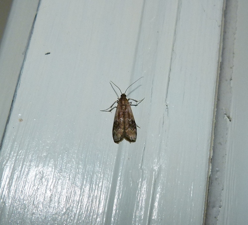 American Plum Borer Moth photo 3