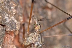 Tipula pilicauda