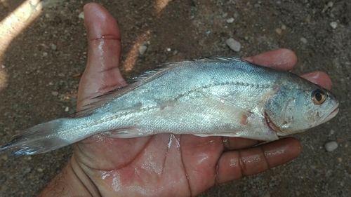 Pacora croaker (Plagioscion surinamensis) — Sciaenidae — 4