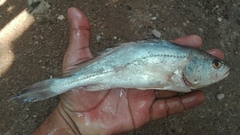 Plagioscion magdalenae