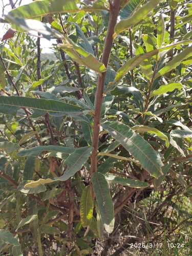 bushveld ozoroa (Ozoroa paniculosa)