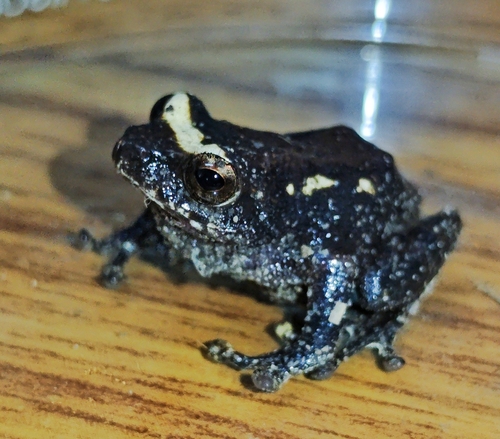 Raorchestes garo