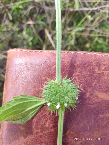 Whitewort (Leucas martinicensis)