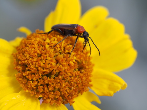Nemognatha cantharidis