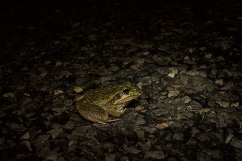Striped Burrowing Frog