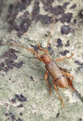 Xuthodes punctipennis