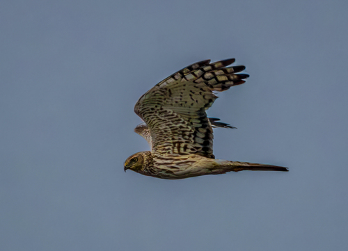 Montagu's Harrier (Circus pygargus), photo 7