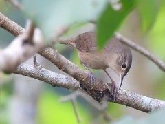 Odontorchilus cinereus